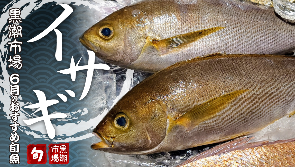 黒潮市場の旬の魚　6月は「イサギ」