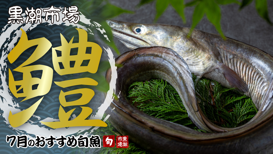 黒潮市場の旬の魚　ハモ